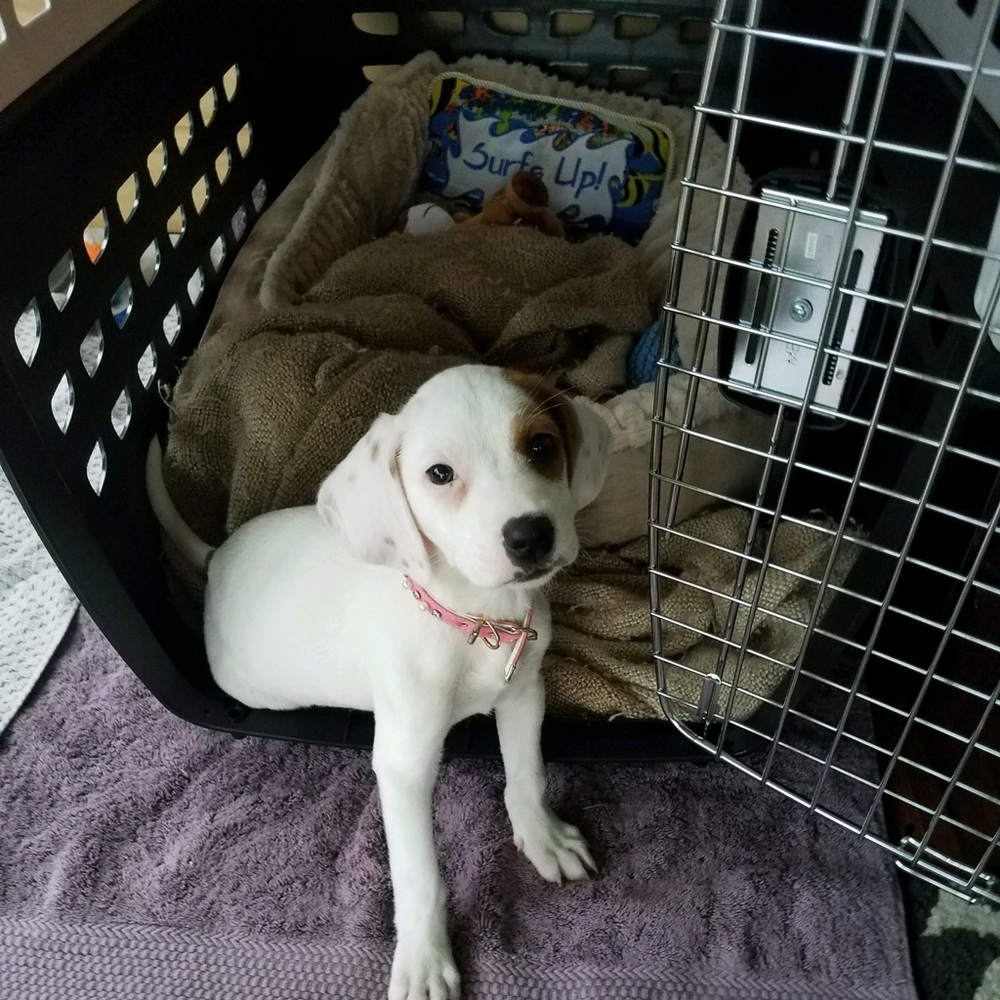 Meet your Posher, Betty